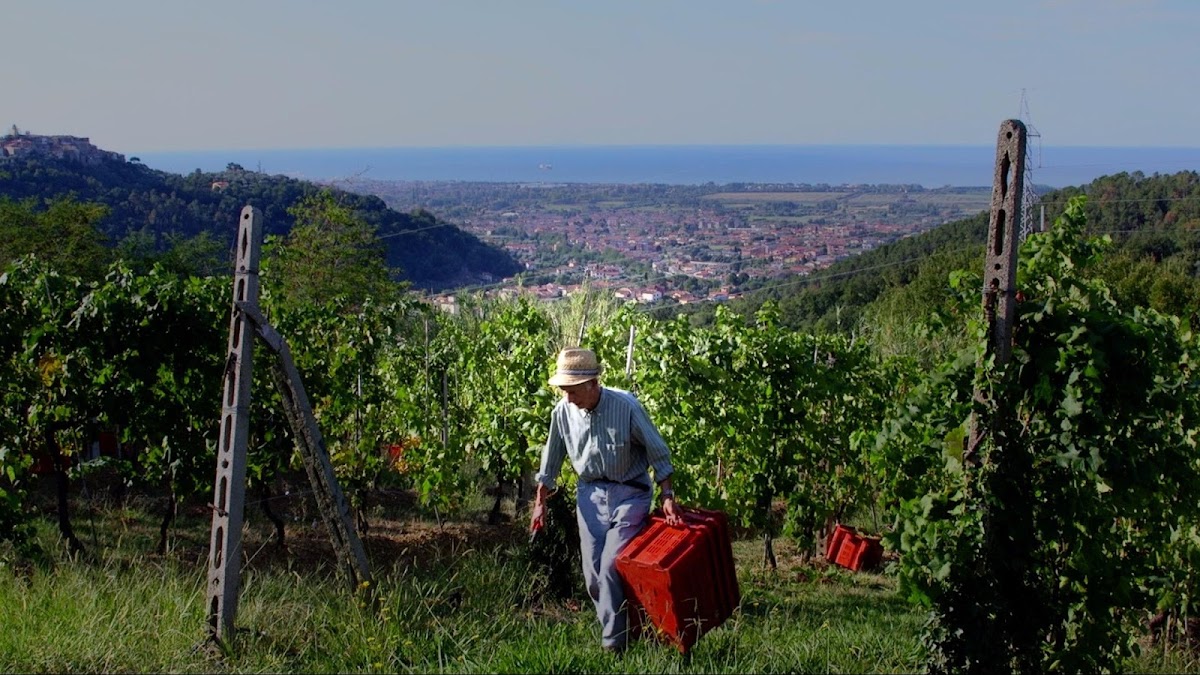 Azienda Agricola Ottaviano Lambruschi — Ristorante a Lerici, La Spezia
