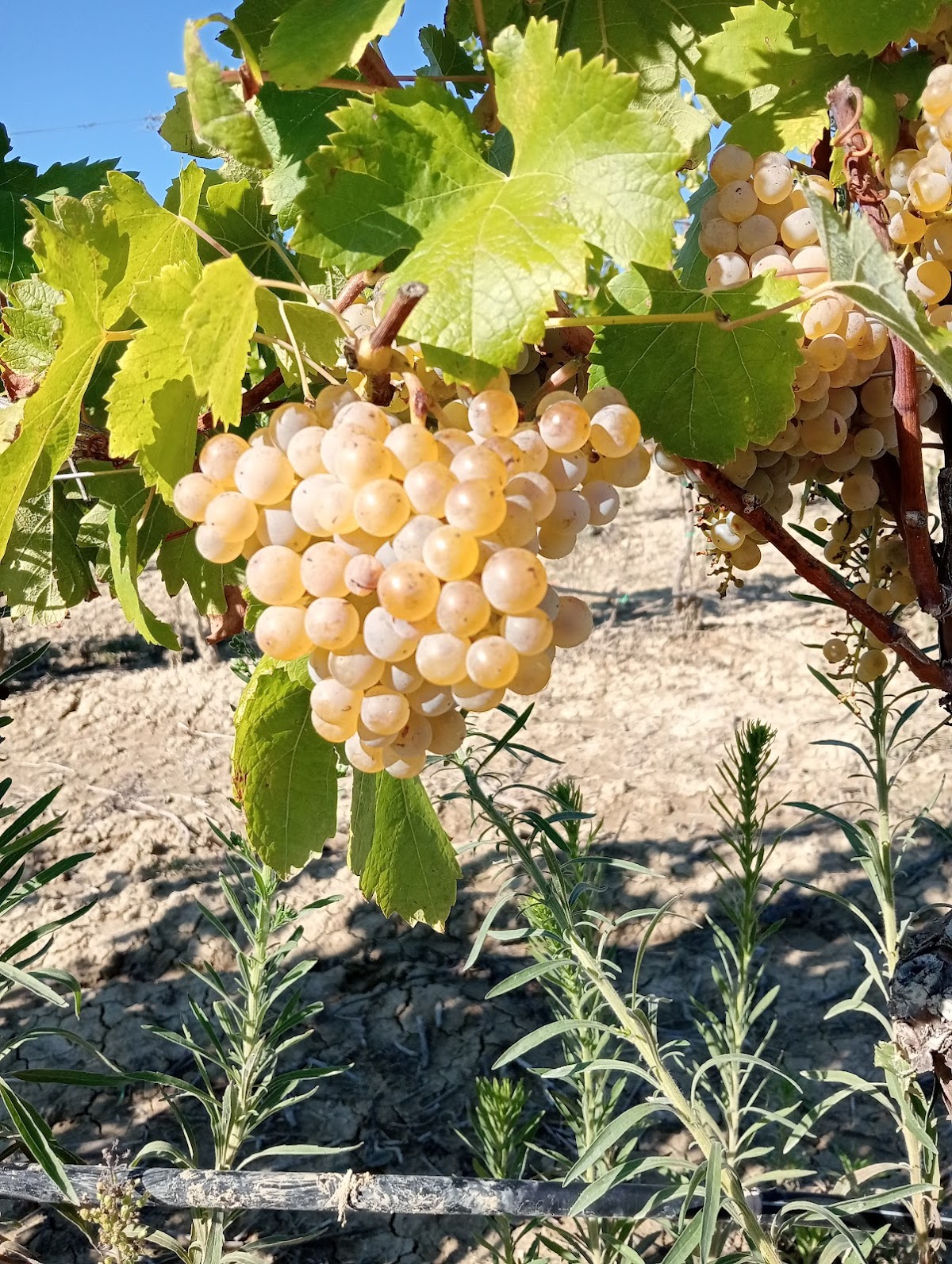 Azienda agricola Podere Grecchi — Ristorante a Viterbo, Viterbo