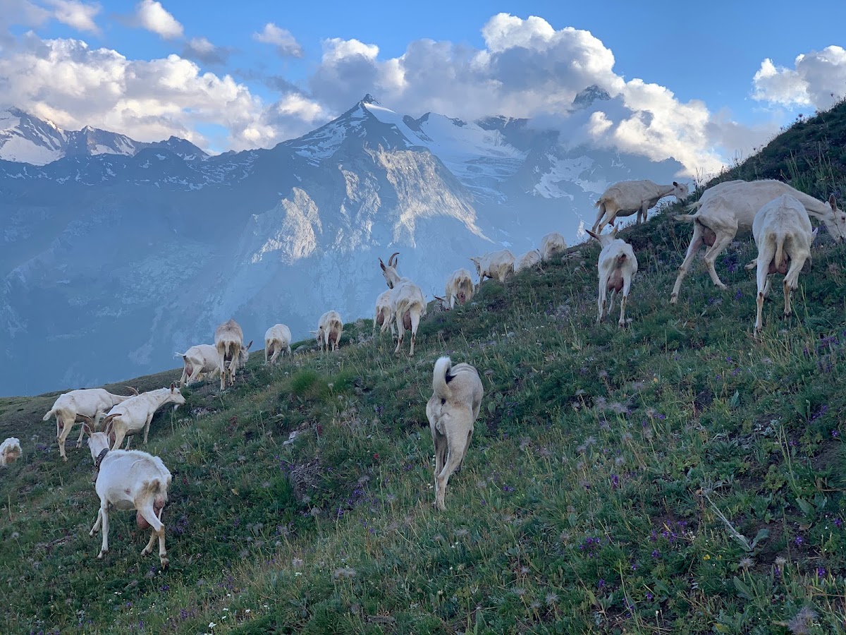 Azienda Agricola Biologica "Arpisson" — Ristorante a Cogne, Aosta