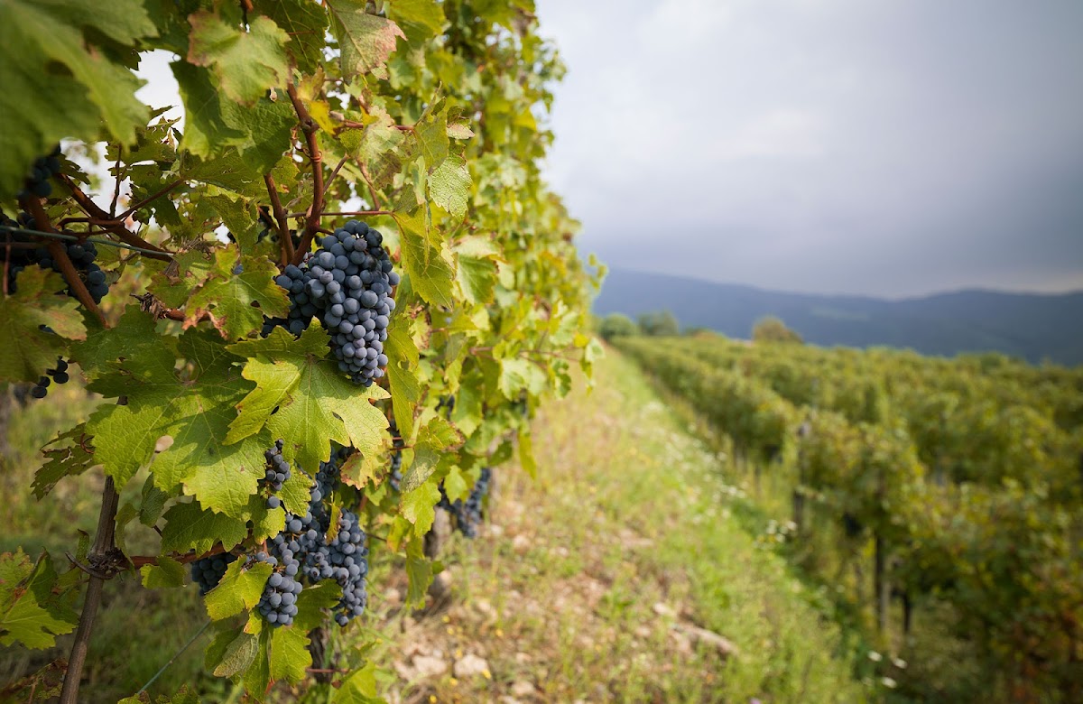 Cantina Sirch — Ristorante a Cividale del Friuli, Udine