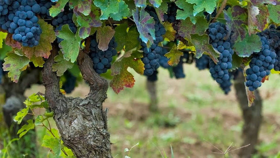 Azienda Agricola Elena Fucci — Ristorante a Potenza, Potenza