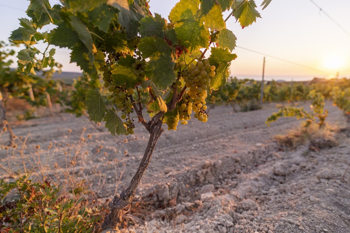 Vini TraMonti — Ristorante a Sassari, Sassari