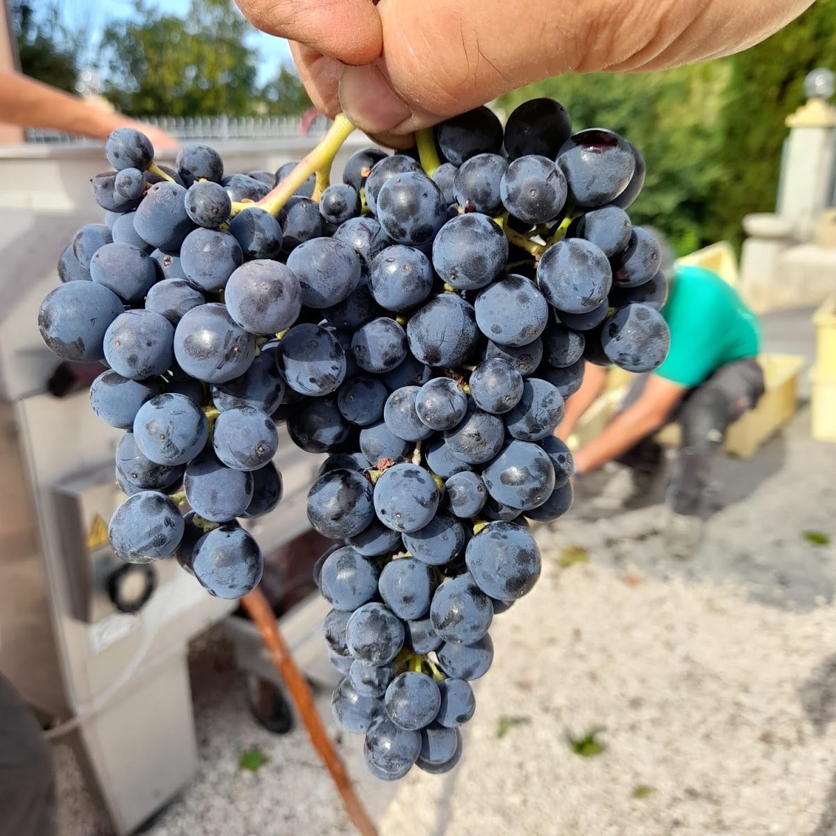 Azienda agricola La Meravigna — Ristorante a Ancona, Ancona
