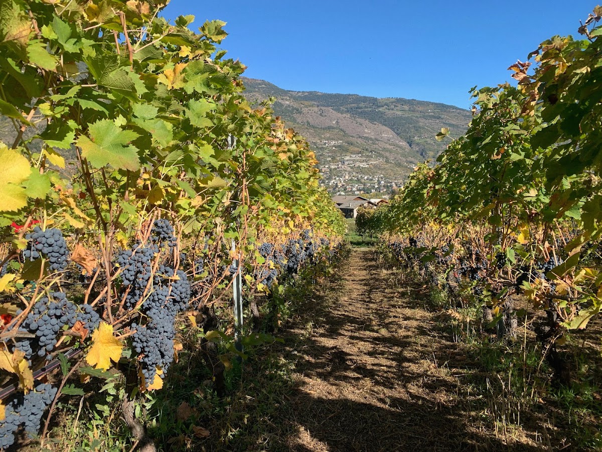 Azienda Vitivinicola Le Clocher di Charrère Danilo — Ristorante a Saint-Vincent, Aosta