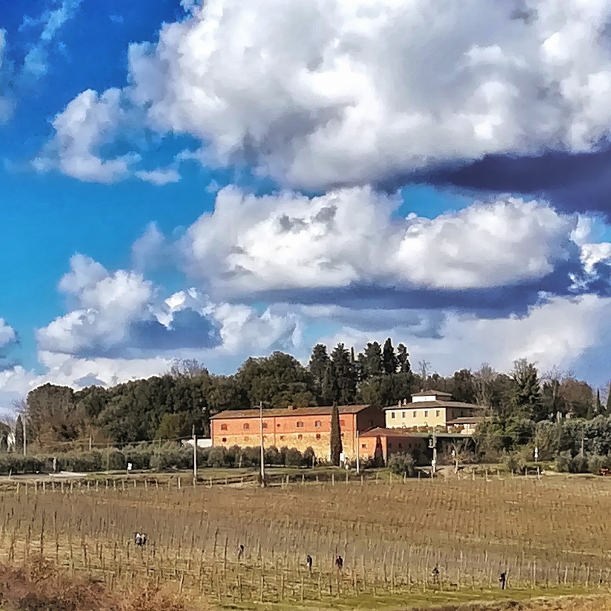 Winery Vineyards Cantina Cellar and Farm Fattoria Santa Vittoria — Ristorante a Arezzo, Arezzo