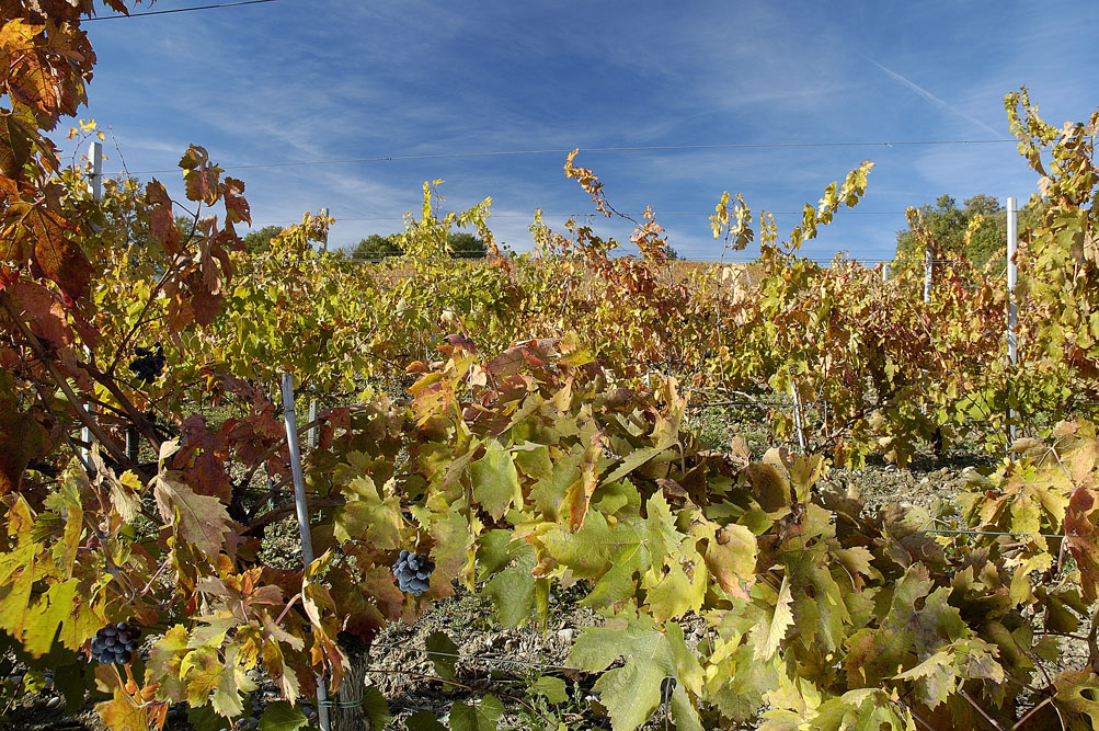 Sergio Mottura Cantina — Ristorante a Civita di Bagnoregio, Viterbo