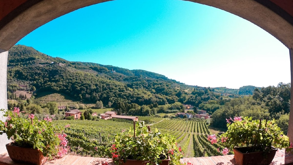Tenuta Adamo Winery — Ristorante a Lucca, Lucca